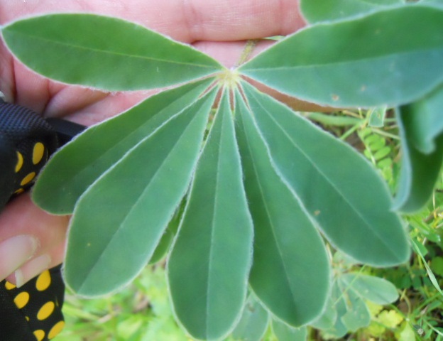 Lupinus albus / Lupino bianco